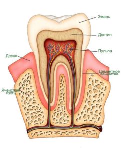 Функции зубов человека