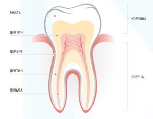 Что такое дентин?